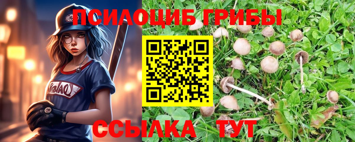 Псилоцибиновые грибы Psilocybe Балашиха